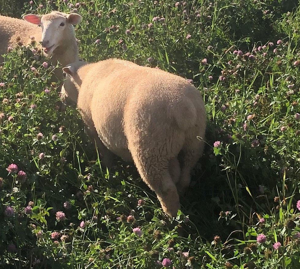 ram lamb grazing