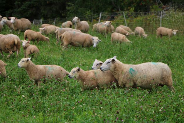 ewes with lambs grazing