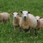 ewe with lambs on pasture