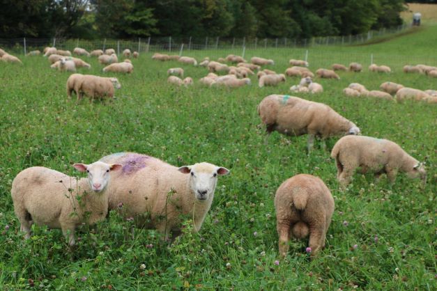 ewes with lambs grazing