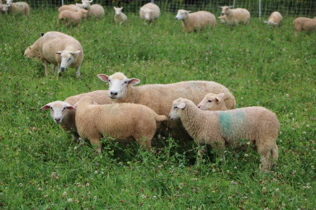 sheep breeding stock