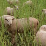 ram lambs grazing sorghum