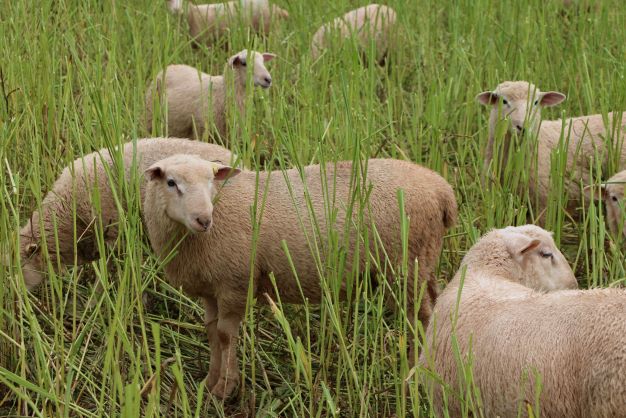 ram lambs grazing sorghum