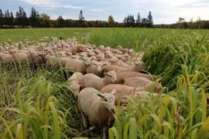 sheep breeding stock