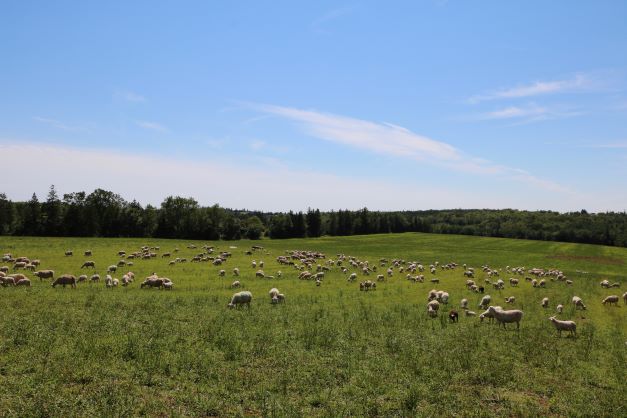 ewes lambs scenic